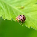ニジュウヤホシテントウ