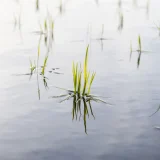 二十四節気の味わい暦｜芒種