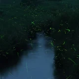 七十二候／腐草為螢