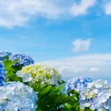 二十四節気の味わい暦｜夏至