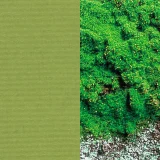 日本の色／苔色