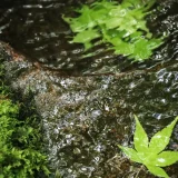 二十四節気の味わい暦｜立秋