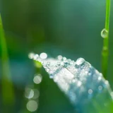 七十二候／草露白