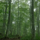 木霊