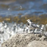七十二候／鶺鴒鳴