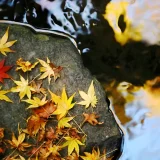 龍淵に潜む