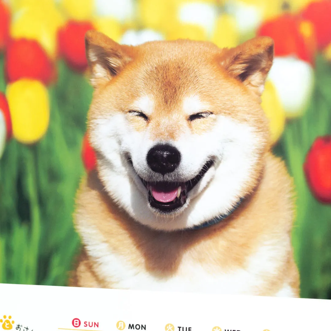 【2027年】柴犬まる 壁掛け 小