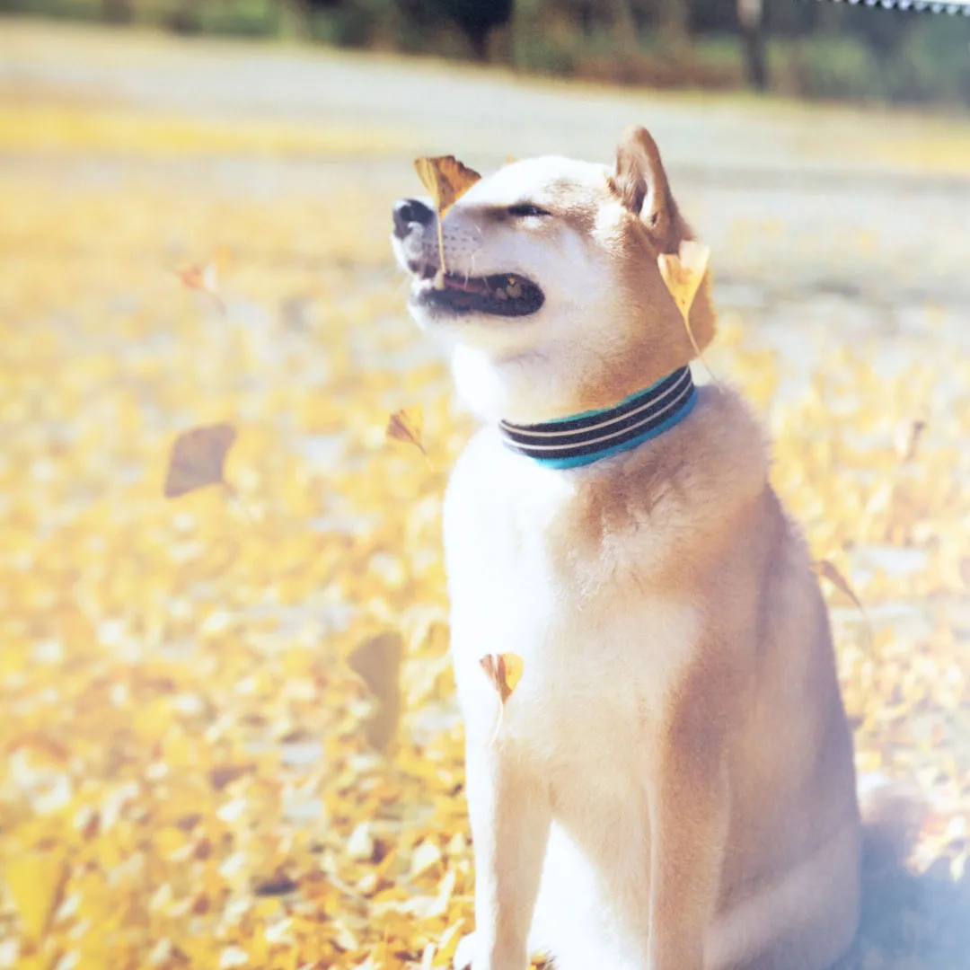 【2027年】柴犬まる 壁掛け 小