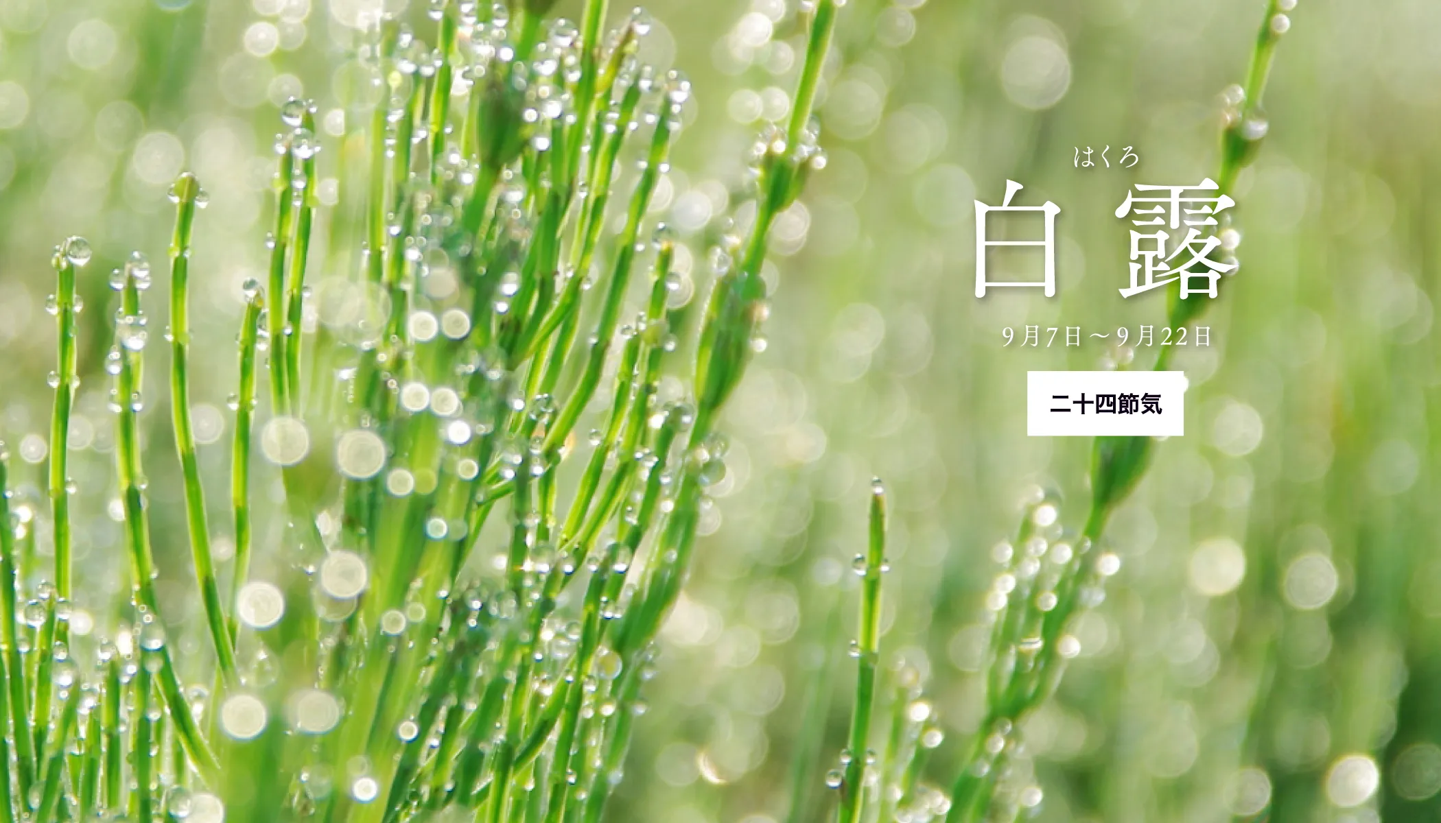 白露