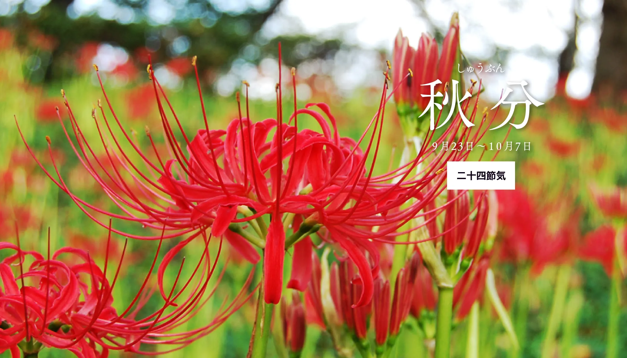 秋分